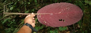  (Calathea leucostachys - BioBot05581)  @11 [ ] CreativeCommons - Attribution Non-Commercial Share-Alike (2010) Daniel H. Janzen Guanacaste Dry Forest Conservation Fund