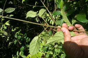  ( - BioBot05598)  @11 [ ] CreativeCommons - Attribution Non-Commercial Share-Alike (2010) Daniel H. Janzen Guanacaste Dry Forest Conservation Fund