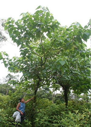  ( - BioBot05637)  @11 [ ] CreativeCommons - Attribution Non-Commercial Share-Alike (2010) Daniel H. Janzen Guanacaste Dry Forest Conservation Fund