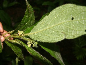  ( - BioBot05644)  @11 [ ] CreativeCommons - Attribution Non-Commercial Share-Alike (2010) Daniel H. Janzen Guanacaste Dry Forest Conservation Fund