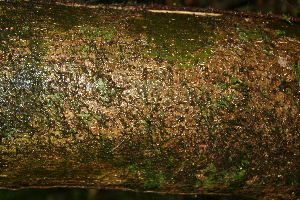  ( - BioBot05645)  @11 [ ] CreativeCommons - Attribution Non-Commercial Share-Alike (2010) Daniel H. Janzen Guanacaste Dry Forest Conservation Fund