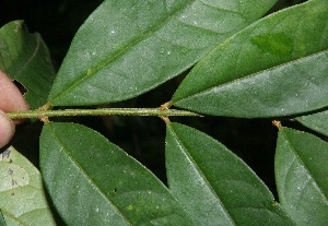 (Vochysia ferruginea - BioBot05654)  @11 [ ] CreativeCommons - Attribution Non-Commercial Share-Alike (2010) Daniel H. Janzen Guanacaste Dry Forest Conservation Fund