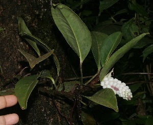  (Anthurium scandens - BioBot05728)  @11 [ ] CreativeCommons - Attribution Non-Commercial Share-Alike (2010) Daniel H. Janzen Guanacaste Dry Forest Conservation Fund