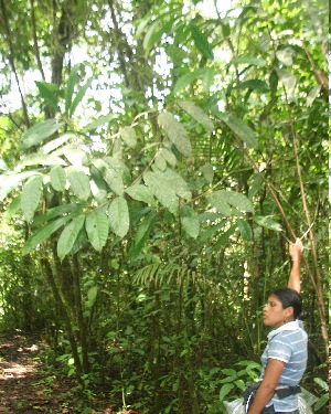  ( - BioBot05779)  @11 [ ] CreativeCommons - Attribution Non-Commercial Share-Alike (2010) Daniel H. Janzen Guanacaste Dry Forest Conservation Fund