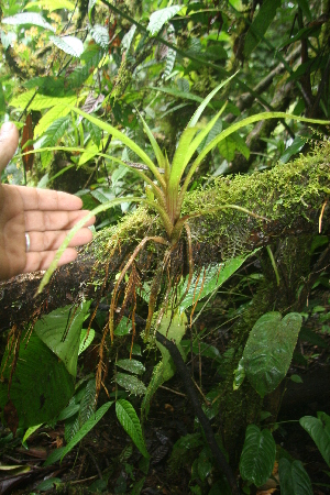  (Guzmania subcorymbosa - BioBot05814)  @11 [ ] CreativeCommons - Attribution Non-Commercial Share-Alike (2010) Daniel H. Janzen Guanacaste Dry Forest Conservation Fund