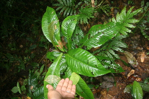  (Ardisia auriculata - BioBot05824)  @11 [ ] CreativeCommons - Attribution Non-Commercial Share-Alike (2010) Daniel H. Janzen Guanacaste Dry Forest Conservation Fund