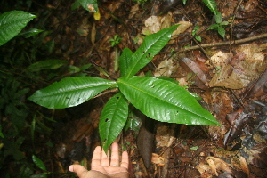  ( - BioBot05825)  @11 [ ] CreativeCommons - Attribution Non-Commercial Share-Alike (2010) Daniel H. Janzen Guanacaste Dry Forest Conservation Fund