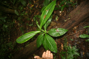  ( - BioBot05827)  @11 [ ] CreativeCommons - Attribution Non-Commercial Share-Alike (2010) Daniel H. Janzen Guanacaste Dry Forest Conservation Fund