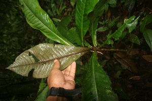  ( - BioBot05828)  @11 [ ] CreativeCommons - Attribution Non-Commercial Share-Alike (2010) Daniel H. Janzen Guanacaste Dry Forest Conservation Fund