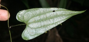  (Dioscorea spiculiflora - BioBot05967)  @11 [ ] CreativeCommons - Attribution Non-Commercial Share-Alike (2010) Daniel H. Janzen Guanacaste Dry Forest Conservation Fund
