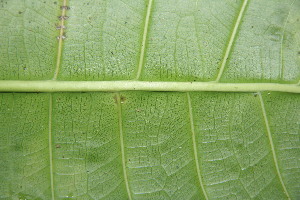  ( - BioBot06009)  @11 [ ] CreativeCommons - Attribution Non-Commercial Share-Alike (2010) Daniel H. Janzen Guanacaste Dry Forest Conservation Fund