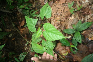  ( - BioBot06023)  @11 [ ] CreativeCommons - Attribution Non-Commercial Share-Alike (2010) Daniel H. Janzen Guanacaste Dry Forest Conservation Fund