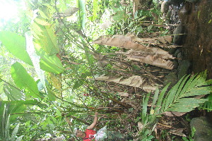  ( - BioBot06038)  @11 [ ] CreativeCommons - Attribution Non-Commercial Share-Alike (2010) Daniel H. Janzen Guanacaste Dry Forest Conservation Fund