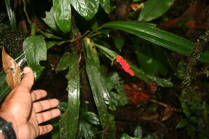  (Anthurium bakeri - BioBot06039)  @11 [ ] CreativeCommons - Attribution Non-Commercial Share-Alike (2010) Daniel H. Janzen Guanacaste Dry Forest Conservation Fund