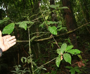 (Desmopsis schippii - BioBot06052)  @11 [ ] CreativeCommons - Attribution Non-Commercial Share-Alike (2010) Daniel H. Janzen Guanacaste Dry Forest Conservation Fund