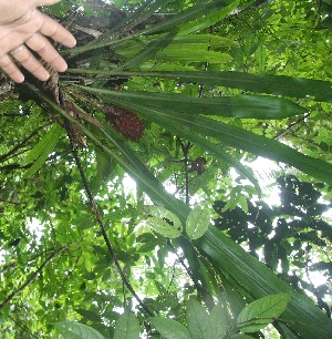  (Pitcairnia atrorubens - BioBot06053)  @11 [ ] CreativeCommons - Attribution Non-Commercial Share-Alike (2010) Daniel H. Janzen Guanacaste Dry Forest Conservation Fund