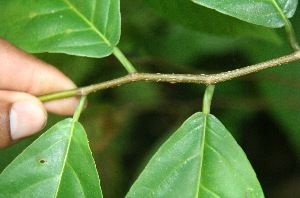 ( - BioBot06072)  @11 [ ] CreativeCommons - Attribution Non-Commercial Share-Alike (2010) Daniel H. Janzen Guanacaste Dry Forest Conservation Fund