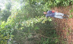  ( - BioBot06073)  @11 [ ] CreativeCommons - Attribution Non-Commercial Share-Alike (2010) Daniel H. Janzen Guanacaste Dry Forest Conservation Fund