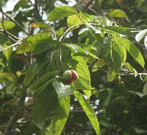  ( - BioBot06073)  @11 [ ] CreativeCommons - Attribution Non-Commercial Share-Alike (2010) Daniel H. Janzen Guanacaste Dry Forest Conservation Fund