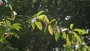  ( - BioBot06073)  @11 [ ] CreativeCommons - Attribution Non-Commercial Share-Alike (2010) Daniel H. Janzen Guanacaste Dry Forest Conservation Fund