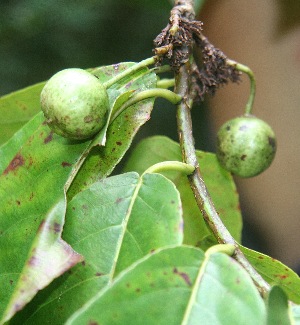  ( - BioBot06073)  @11 [ ] CreativeCommons - Attribution Non-Commercial Share-Alike (2010) Daniel H. Janzen Guanacaste Dry Forest Conservation Fund