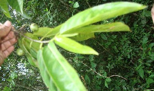  (Casearia tremula - BioBot06073)  @11 [ ] CreativeCommons - Attribution Non-Commercial Share-Alike (2010) Daniel H. Janzen Guanacaste Dry Forest Conservation Fund