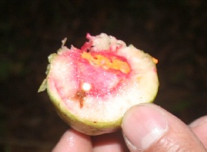  ( - BioBot06073)  @11 [ ] CreativeCommons - Attribution Non-Commercial Share-Alike (2010) Daniel H. Janzen Guanacaste Dry Forest Conservation Fund