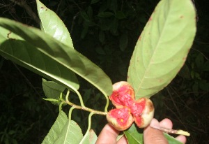  ( - BioBot06073)  @11 [ ] CreativeCommons - Attribution Non-Commercial Share-Alike (2010) Daniel H. Janzen Guanacaste Dry Forest Conservation Fund