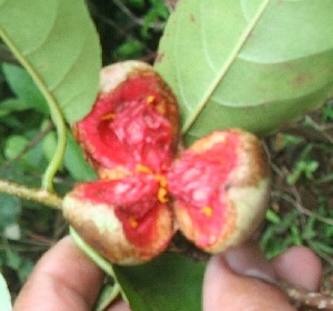  ( - BioBot06073)  @11 [ ] CreativeCommons - Attribution Non-Commercial Share-Alike (2010) Daniel H. Janzen Guanacaste Dry Forest Conservation Fund