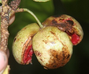  ( - BioBot06073)  @11 [ ] CreativeCommons - Attribution Non-Commercial Share-Alike (2010) Daniel H. Janzen Guanacaste Dry Forest Conservation Fund