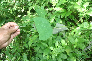  (Passiflora bicornis - BioBot06083)  @11 [ ] CreativeCommons - Attribution Non-Commercial Share-Alike (2010) Daniel H. Janzen Guanacaste Dry Forest Conservation Fund