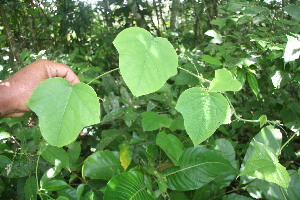  (Passiflora menispermifolia - BioBot06085)  @11 [ ] CreativeCommons - Attribution Non-Commercial Share-Alike (2010) Daniel H. Janzen Guanacaste Dry Forest Conservation Fund