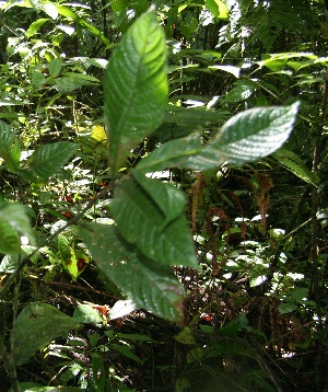  (Psychotria neillii - BioBot06126)  @11 [ ] CreativeCommons - Attribution Non-Commercial Share-Alike (2010) Daniel H. Janzen Guanacaste Dry Forest Conservation Fund