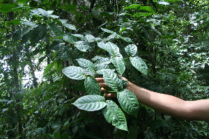  ( - BioBot06139)  @11 [ ] CreativeCommons - Attribution Non-Commercial Share-Alike (2010) Daniel H. Janzen Guanacaste Dry Forest Conservation Fund