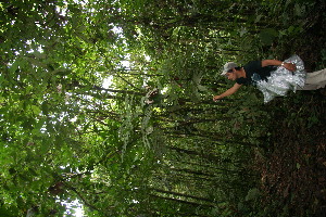  ( - BioBot06146)  @11 [ ] CreativeCommons - Attribution Non-Commercial Share-Alike (2010) Daniel H. Janzen Guanacaste Dry Forest Conservation Fund