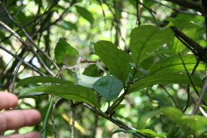  ( - BioBot06147)  @11 [ ] CreativeCommons - Attribution Non-Commercial Share-Alike (2010) Daniel H. Janzen Guanacaste Dry Forest Conservation Fund