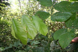  ( - BioBot06150)  @11 [ ] CreativeCommons - Attribution Non-Commercial Share-Alike (2010) Daniel H. Janzen Guanacaste Dry Forest Conservation Fund