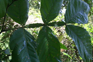  ( - BioBot06150)  @11 [ ] CreativeCommons - Attribution Non-Commercial Share-Alike (2010) Daniel H. Janzen Guanacaste Dry Forest Conservation Fund