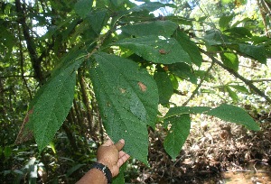  (Coccoloba tuerckheimii - BioBot06204)  @11 [ ] CreativeCommons - Attribution Non-Commercial Share-Alike (2010) Daniel H. Janzen Guanacaste Dry Forest Conservation Fund