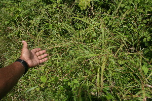  (Rottboellia - BioBot06231)  @11 [ ] CreativeCommons - Attribution Non-Commercial Share-Alike (2010) Daniel H. Janzen Guanacaste Dry Forest Conservation Fund