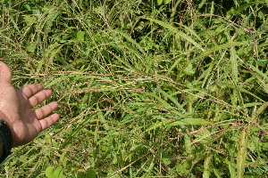  ( - BioBot06231)  @11 [ ] CreativeCommons - Attribution Non-Commercial Share-Alike (2010) Daniel H. Janzen Guanacaste Dry Forest Conservation Fund