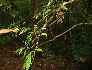  (Galipea dasysperma - BioBot06254)  @11 [ ] CreativeCommons - Attribution Non-Commercial Share-Alike (2010) Daniel H. Janzen Guanacaste Dry Forest Conservation Fund