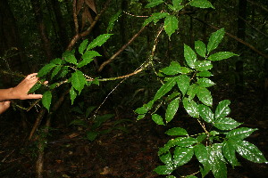  ( - BioBot06254)  @11 [ ] CreativeCommons - Attribution Non-Commercial Share-Alike (2010) Daniel H. Janzen Guanacaste Dry Forest Conservation Fund