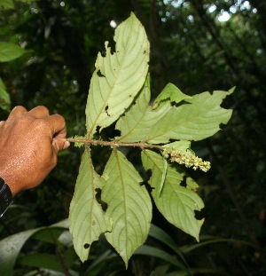  (Gonzalagunia bracteosa - BioBot06269)  @11 [ ] CreativeCommons - Attribution Non-Commercial Share-Alike (2010) Daniel H. Janzen Guanacaste Dry Forest Conservation Fund