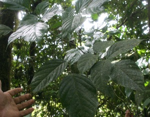  (Lonchocarpus Jorge135 - BioBot06333)  @11 [ ] CreativeCommons - Attribution Non-Commercial Share-Alike (2010) Daniel H. Janzen Guanacaste Dry Forest Conservation Fund