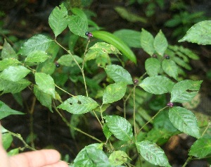  (Psychotria gracilenta - BioBot06340)  @11 [ ] CreativeCommons - Attribution Non-Commercial Share-Alike (2010) Daniel H. Janzen Guanacaste Dry Forest Conservation Fund