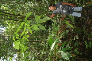  ( - BioBot06352)  @11 [ ] CreativeCommons - Attribution Non-Commercial Share-Alike (2010) Daniel H. Janzen Guanacaste Dry Forest Conservation Fund