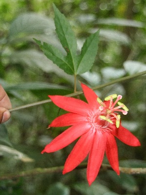  (Passiflora vitifolia - BioBot06361)  @11 [ ] CreativeCommons - Attribution Non-Commercial Share-Alike (2010) Daniel H. Janzen Guanacaste Dry Forest Conservation Fund