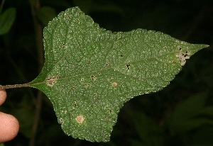  (Melanthera - BioBot06365)  @11 [ ] CreativeCommons - Attribution Non-Commercial Share-Alike (2010) Daniel H. Janzen Guanacaste Dry Forest Conservation Fund