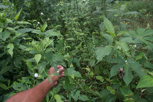  (Melanthera - BioBot06366)  @11 [ ] CreativeCommons - Attribution Non-Commercial Share-Alike (2010) Daniel H. Janzen Guanacaste Dry Forest Conservation Fund
